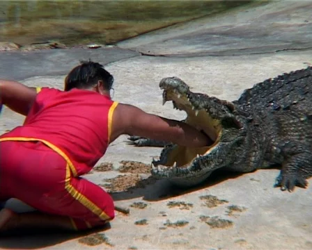 Man Reaching Down The Throat Of A Crocodile 스톡 동영상 502718