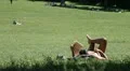 Man reading a book and relaxing at park HD Footage