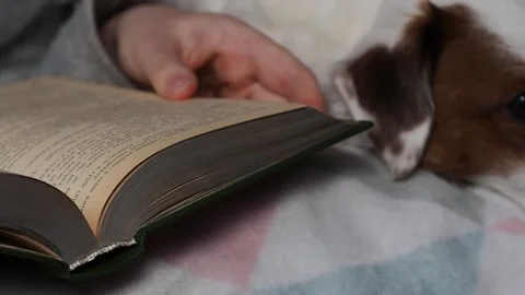 A man is reading a book and stroking a dog. Rest, time to sow. Stock Footage 225854072