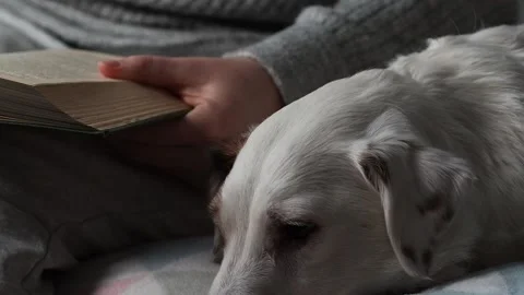 A man is reading a book and stroking a dog. Rest, time to sow Stock Footage 225854085