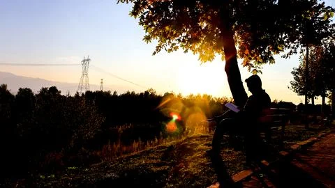 A man reading a book on a bench under a tree at sunset. Stock Photos