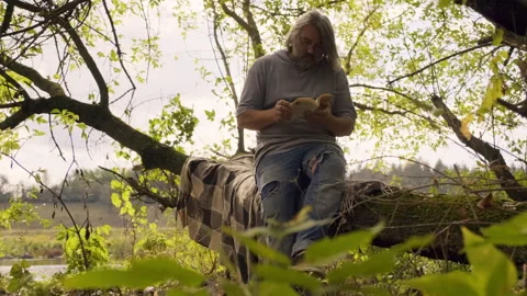 Man Reading Book in Tree on Peaceful Summer Day Stock Footage 300887426