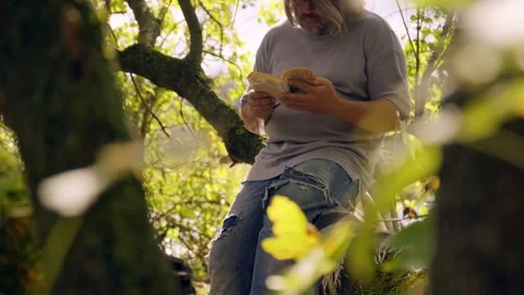 Man Reading Book in Tree on Peaceful Summer Day Stock Footage 300893420