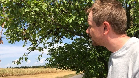 Man reaps a harvest of black cherry plum fruits Stock Footage 93900973