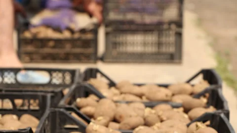 Man rearranging boxes of potatoes Stock Footage 265199251