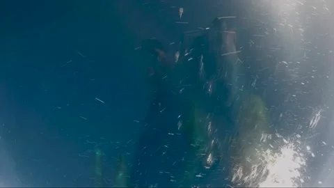 A man record a group of Dolphin Stock Footage 145465887