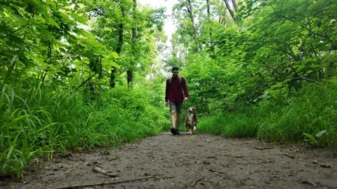 Man in red checkered shirt walking with Australian Shepherd dog along forest Stock Footage 319914255