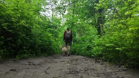 Man in red checkered shirt walking with Australian Shepherd dog along forest Stock Footage 319915775