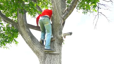 Man in red climb down of tree Stock Footage 79645576