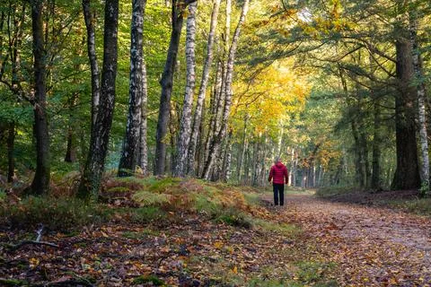 Man with red jacket hiking in the forest Stock Photos