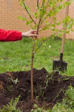 A man in a red jacket is planting a small tree outdoor. Stock Photos