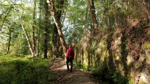Man in red jacket walking on a forest trail Stock Footage 344531099