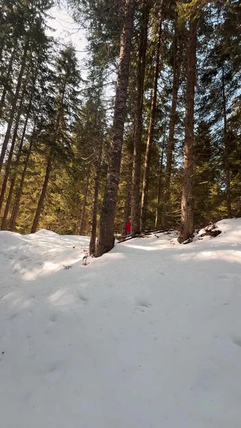 Man in Red Jacket Walking Through Snowy Forest Trail in Winter Mountains Stock Footage 332417593