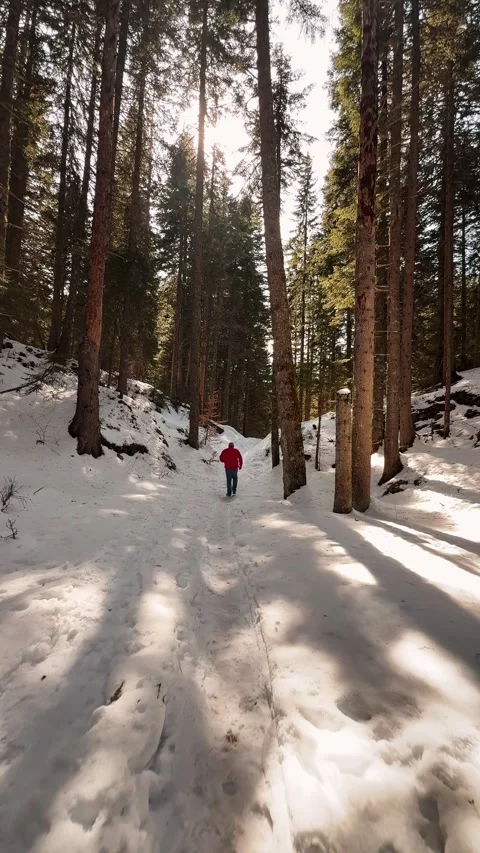 Man in Red Jacket Walking Through Snowy Forest Trail in Winter Mountains Stock Footage 332418238