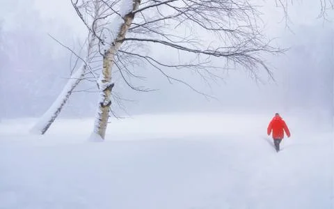 Man in red walking through white winter landscape near by two birch Stock Photos