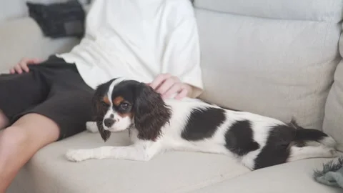 A man relaxes on a couch with his adorable puppy, sharing joy Stock Footage 312433632