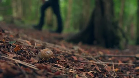 A man relaxing and exploring in a British autumn woodland Stock Footage 344532634