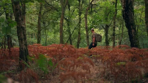 A man relaxing and exploring in a British autumn woodland Stock Footage 344532707