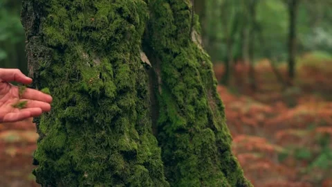 A man relaxing and exploring in a British autumn woodland Stock Footage 344532802