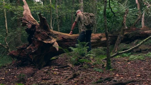 A man relaxing and exploring in a British autumn woodland Stock Footage 344534952