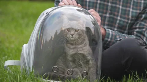 Man is relaxing on grass with his cat in transparent pet carrier. This Video stock 331296765