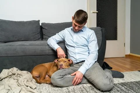 Man relaxing at home while gently petting his American Staffordshire Terrie.. Stock Photos