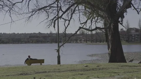 Man relaxing by the lake under a tree Stock Footage 69232282