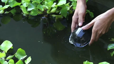 Man release a turtle Stock Footage 54228174