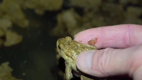 Man Releases Common Toad into Pond Water, Gentle Return to Aquatic Habitat Stock Footage 333290355