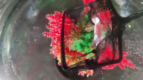 Man releases fish Betta splendens into aquarium Video stock 276548154