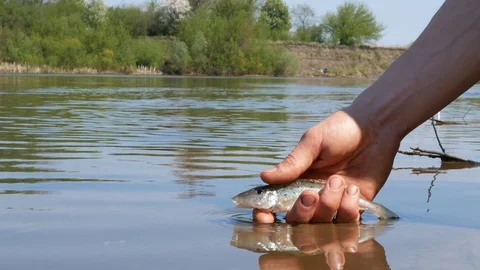 A man releases small fish into a river. Hands close up Stock Footage 129600901