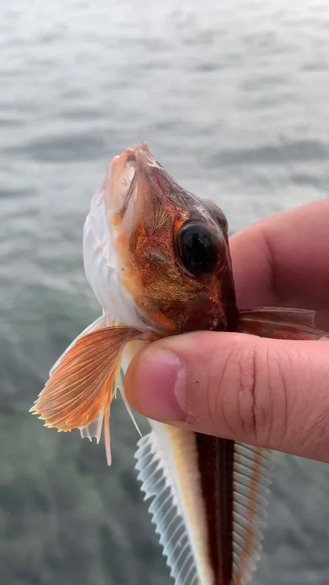 The man releases the small red Swallow fish with a hook back into the water Stock Footage 280688145