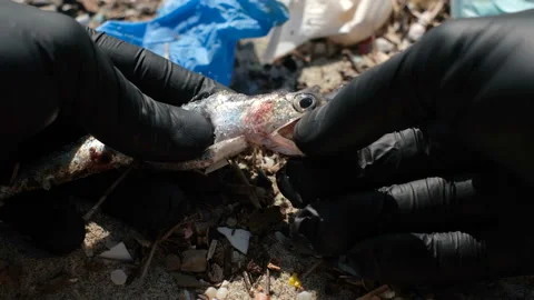 Man remove cigarette butt from dead anchovies fish mouth,sea waste pollution Stock Footage 149528121
