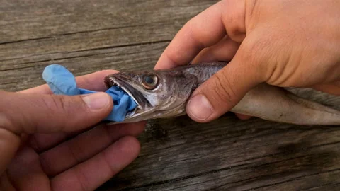 Man remove plastic on Cod fish mouth dead eating disposal glove trash,pollution Stock Footage 132359018