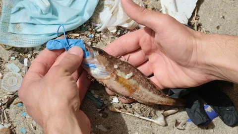 Man remove plastic to fish dead eating rubber glove on contaminated sea habitat Stock Footage 153773148