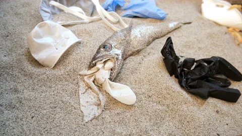 Man remove plastic Garbage from dead cod fish,pollution on seacoast,coronavirus Stock Footage 134848550