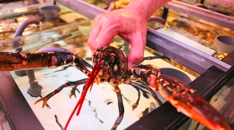 Man removed lobster from the aquarium of seafood restaurant Stock Footage