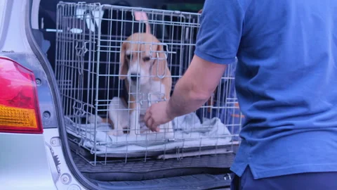 A man removes a beagle from a cage in the trunk Stock Footage 243122471