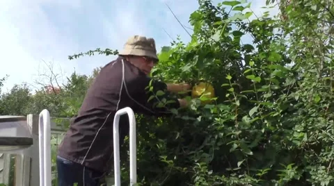 The man removes the grown up pumpkin Video stock 54930648