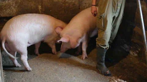 The man removes the litter, on the background of two curious living pink pigs. R Stock Footage 98502748