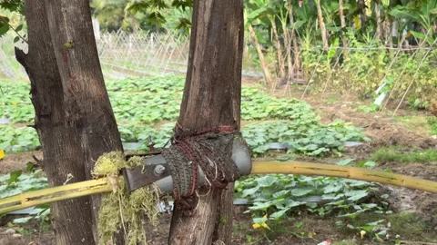 A man removes outer skin from a sugarcane stalk using a tubular metal peeling to Stock Footage 338001133