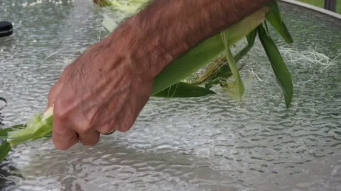 Man removing corn husks Stock Footage 210952834