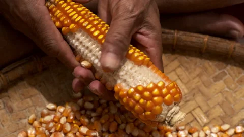 A man removing corn kernels using hands Stock Footage 210135388