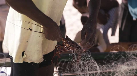 Man removing crayfish from net Stock Footage 48046772