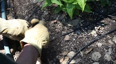 Man removing old backyard sprinkler head Stock Footage 41021767