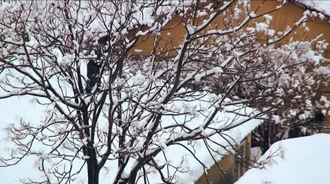 Man removing snow from the roofs Stock Footage