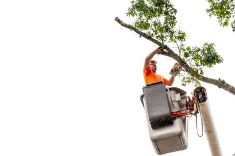 Man removing tree limb with chainsaw Stock-Fotos
