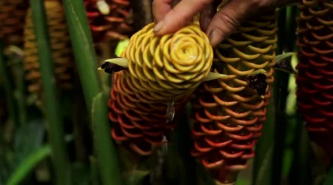 Man removing water from beehive ginger flower Stock Footage 48741119