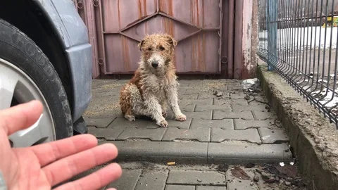 Man rescuing a little Wire Fox Terrier dog find soaking wet outside in the rain Vidéo 105674846