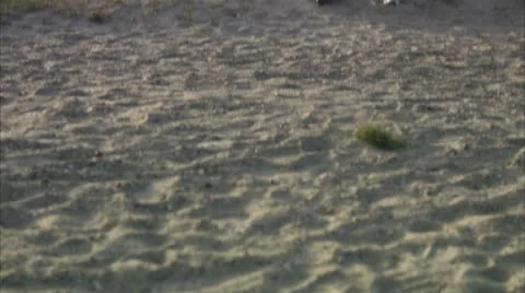 A man resting after jogging on the beach Stock Footage 11287074
